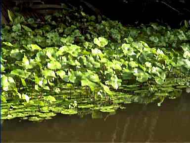 Plants by the river