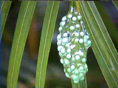 Frog eggs at the Tortuguero Lodge, Costa Rica