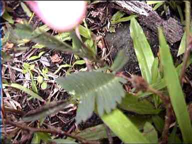 Ferns which close when touched