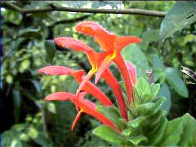 Bright Jungle flowers