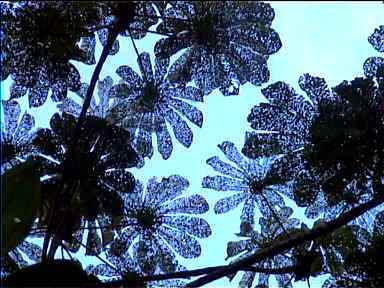 Semitransparent leaves near Volcan Arenal, Costa Rica