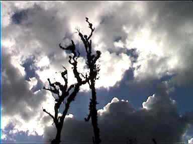 Striking treetops