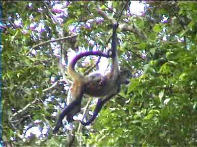 Spider Monkey with baby feeling like Tarzan