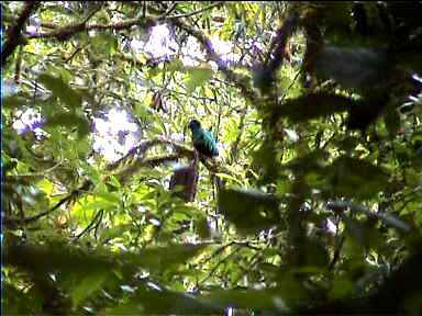 A Quetzal