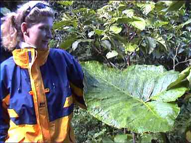 That's a large leaf