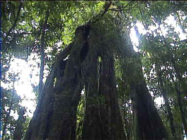 Huge trees, separate at the bottom, join at the top