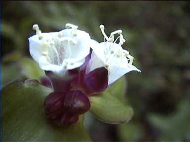 Jungle flowers