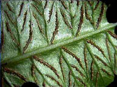 Leaf detail, Monteverde, Costa Rica