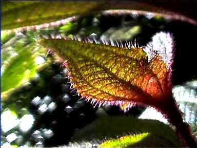 Hairy leaf, Monteverde, Costa Rica