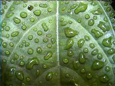 Morning dew, Monteverde, Costa Rica