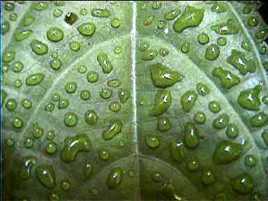 Morning dew, Monteverde, Costa Rica