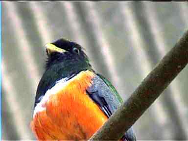 A cousin of the Quetzal