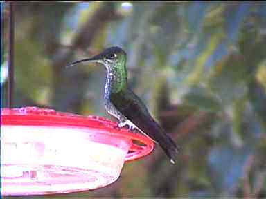 Hummingbird ready to feed on sugar water