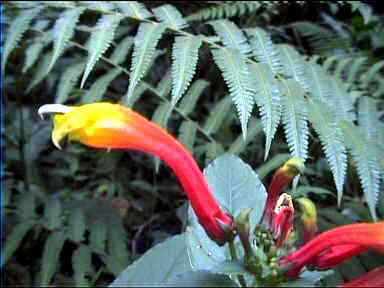 Colourful flowers