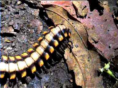 Colourful Centipede