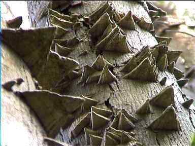 Spiky tree trunk: deters climbing effectively