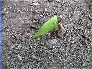 This leaf-cutter's leaf is way too big