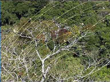 Tree colours