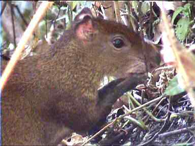 A feeding Agouti