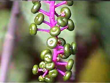 That's a cute colour combination, Monteverde, Costa Rica