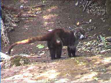 A coati Mundi wondering what's going on