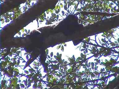 A lazy howler monkey