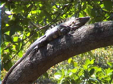 Iguana