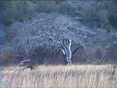 Dry landscape