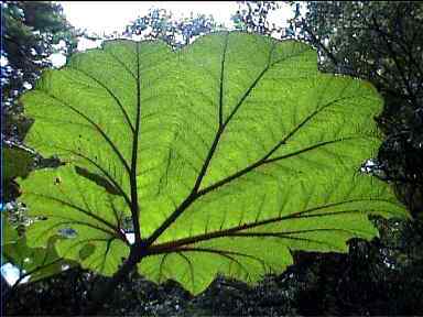 Large leaf