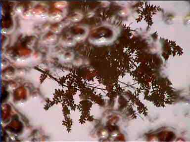 Puddle reflections in Poas park, Costa Rica