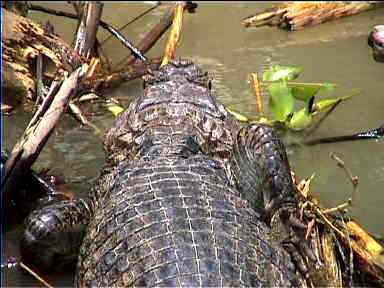 A real live crocodile