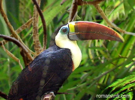 Toucan