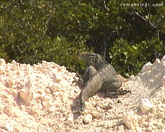 Iguana on the way to Cayo Santa Maria