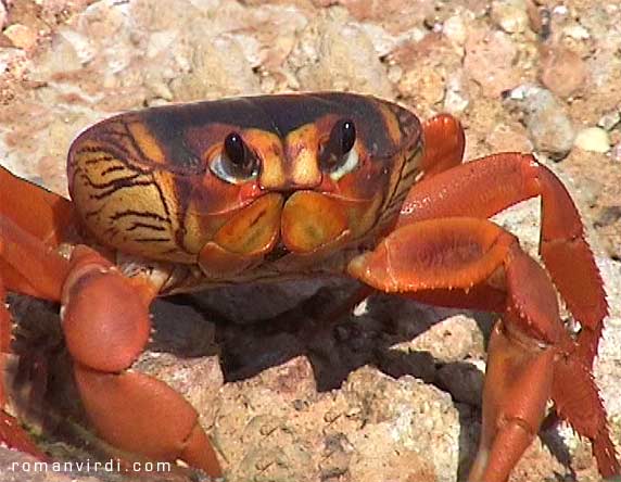 One of the living crabs on the road to Cienfuegos...