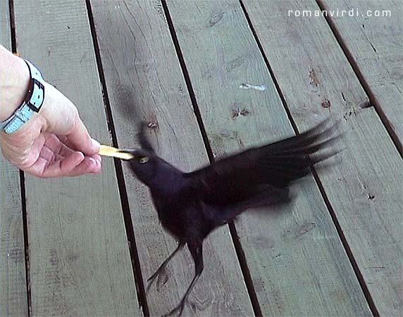 This bird was hungry enough to throw caution to the wind, Las Brujas