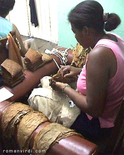 Sorting out Tobacco leaves