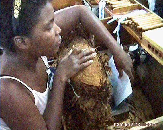 Unbundling a pile of Tobacco leaves