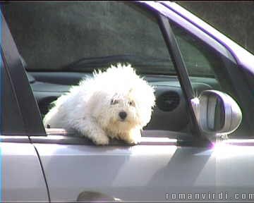 This Thann dog was inspecting everything passing by