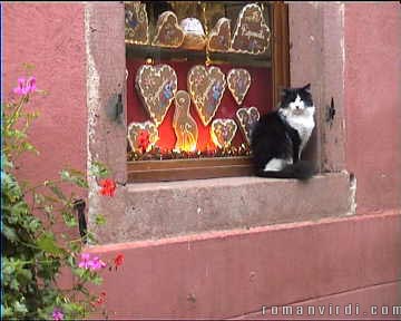 Cat outside Riquewihr bakery