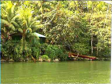 Very green river & riverbank