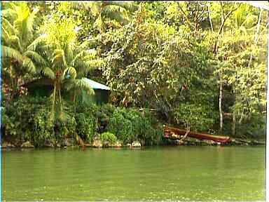 Very green river & riverbank