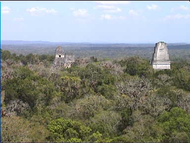 Temples I, II and III rise above the jungle canopy (view from Temple IV)