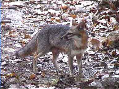 Hungry Fox up early in the ruins