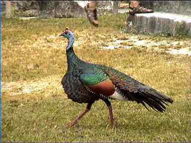 Ocellated turkey (also called Petñn turkey) in mating mood