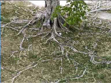 This tree has long roots