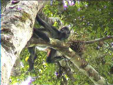 Spider monkey on the path to Temple VI