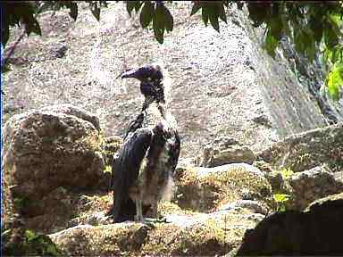 A vulture on Temple VI