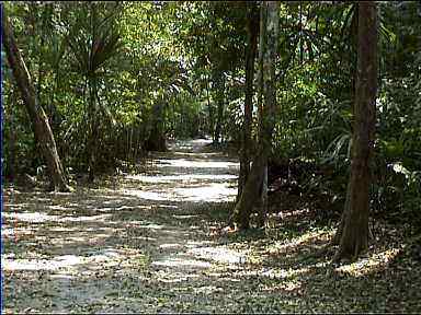 Lonely, eerie, dangerous path to Temple VI, Tikal