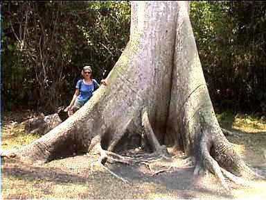 Look at this large Ceiba tree!