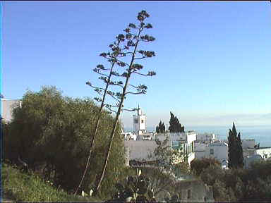 View over the sea from the hill